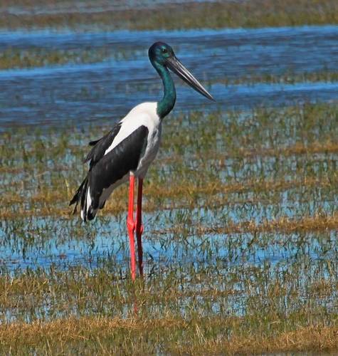 Jabiru