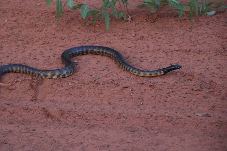Black-headed python