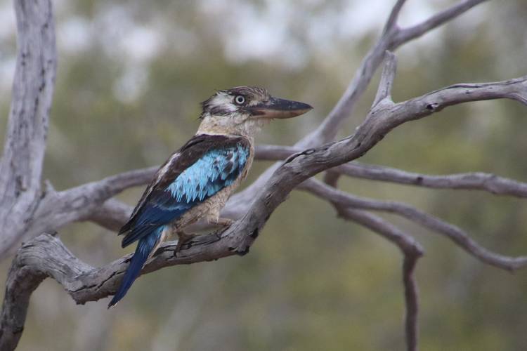 Blue-winged kookaburra