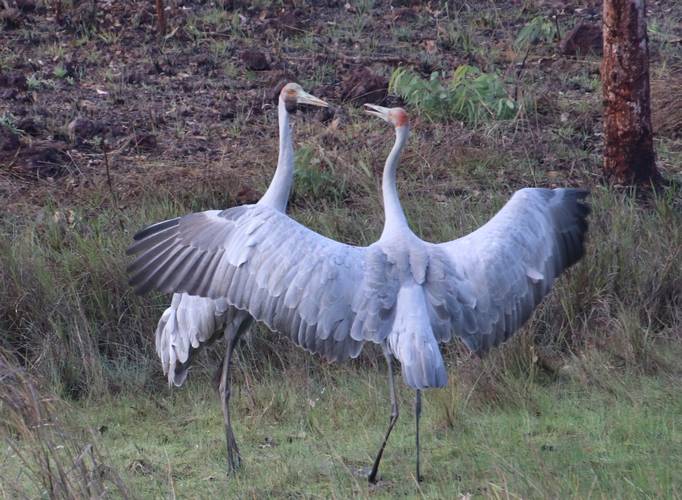 Brolgas dancing