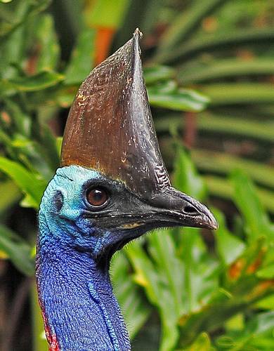 Cassowary