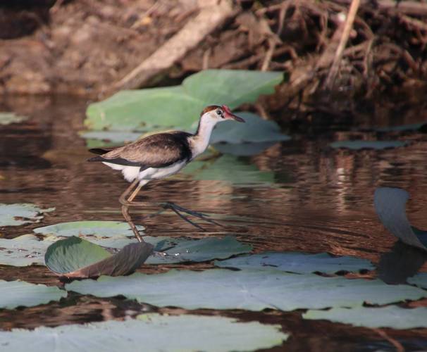 Comb-crested jacana