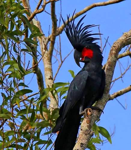 Palm cockatoo